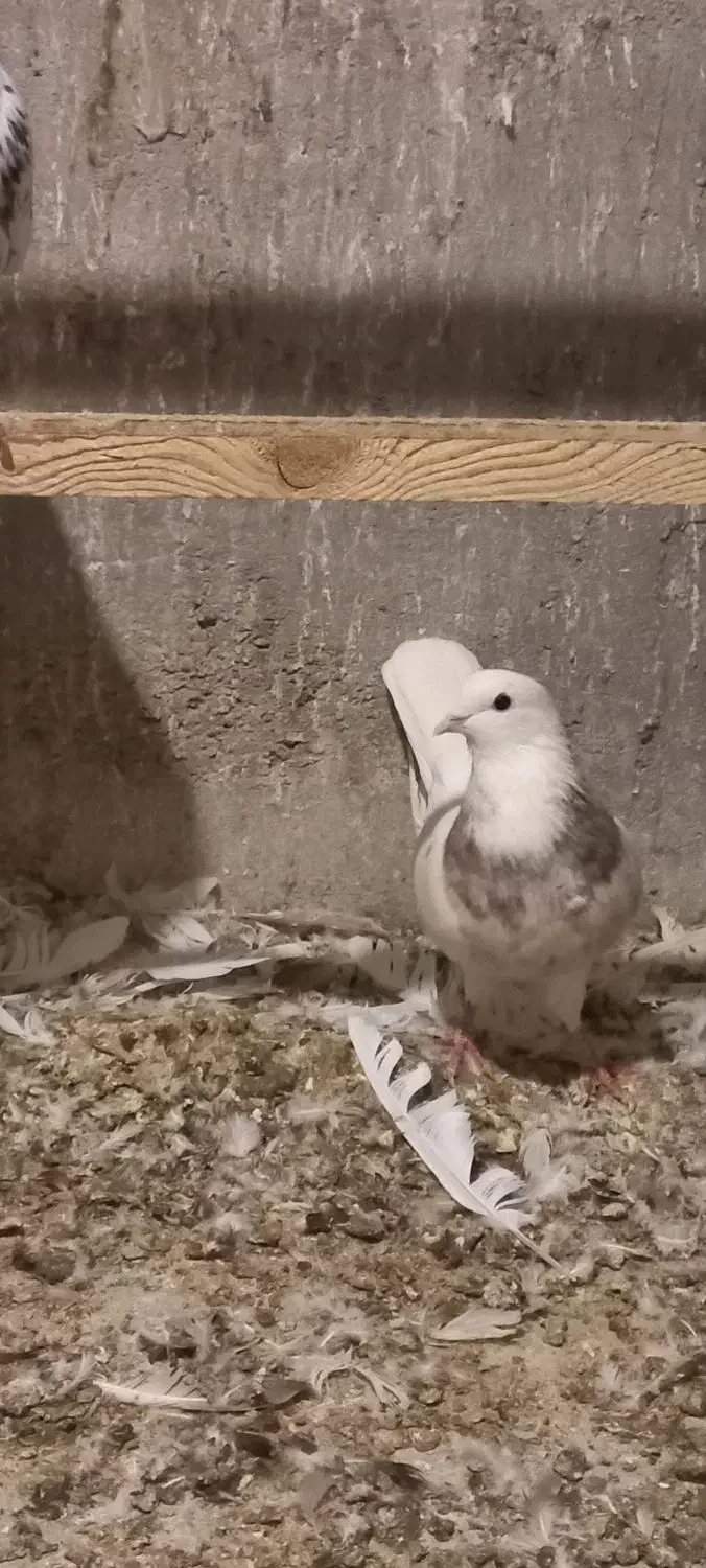 طوقی زرین شکلاتی و هفرنگ و آبی و آجری و دم سفید|پرنده|بافق, |دیوار