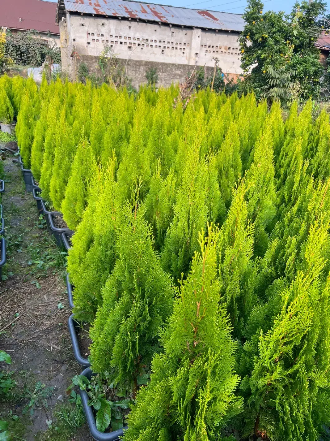 کامیس نوکدار یاس هلندی|خدمات باغبانی و درختکاری|تنکابن, |دیوار