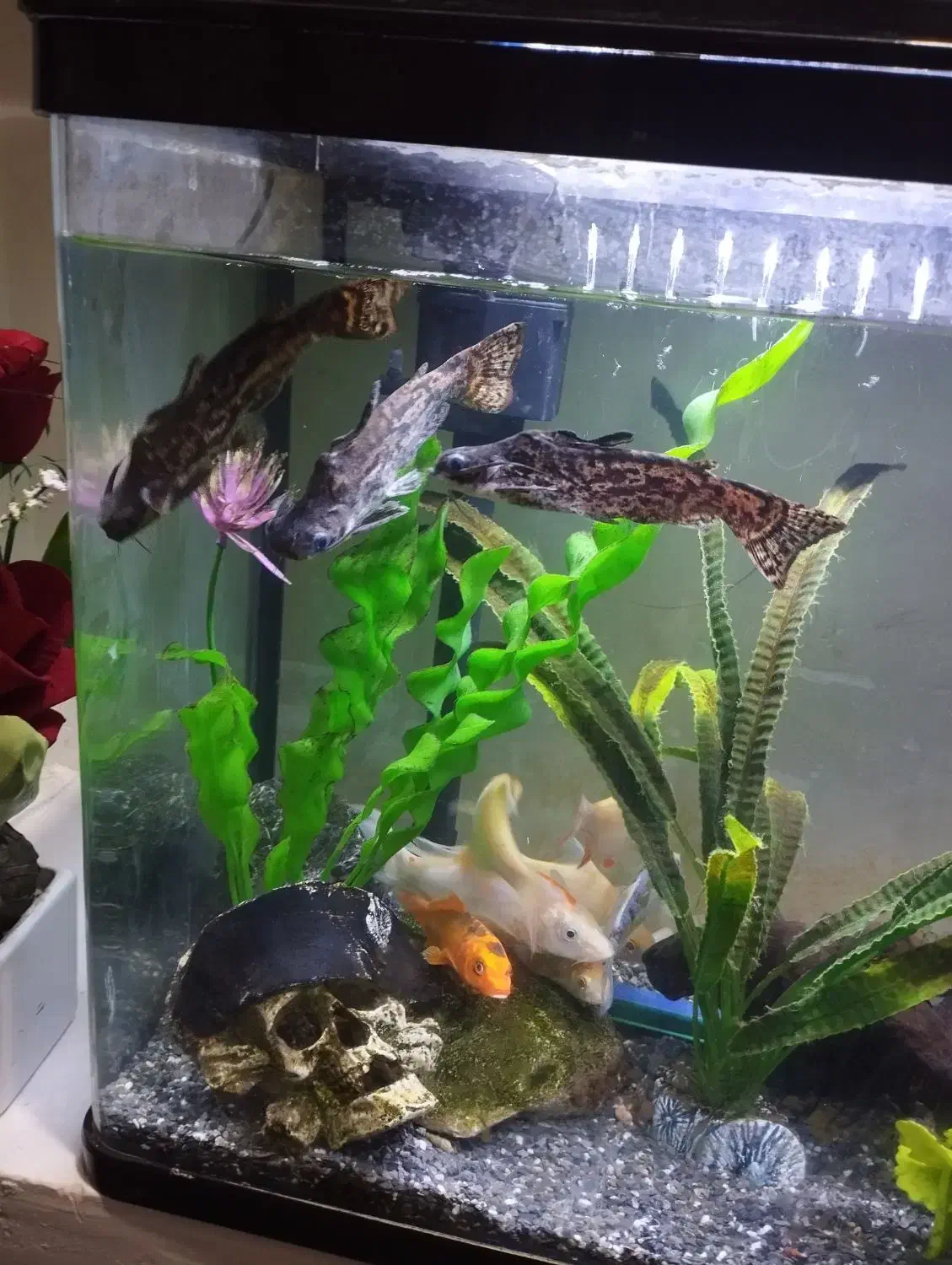 70در50|ماهی|اشکذر, |دیوار