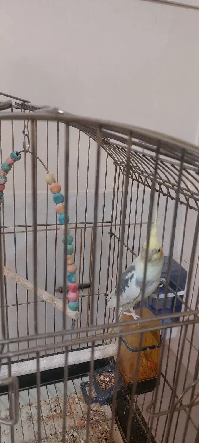 عروس هلندی|پرنده|نجف‌آباد, طالقانی|دیوار