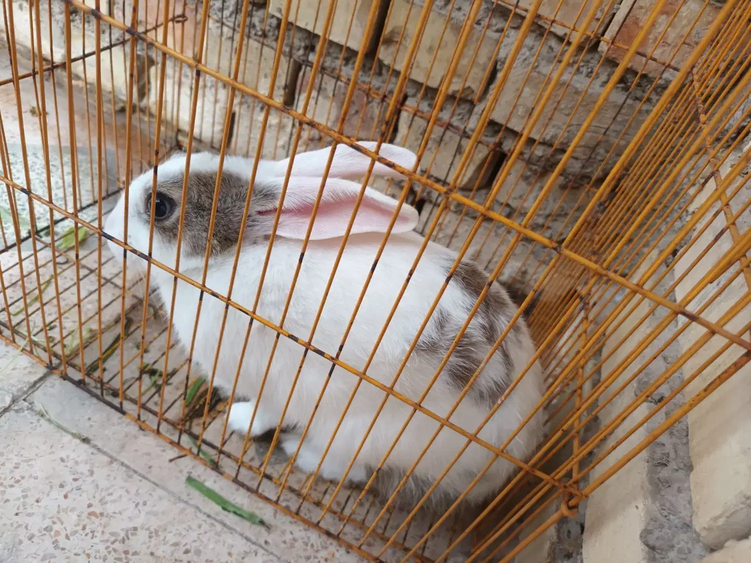 خرگوش اهلی|موش و خرگوش|بندر ماهشهر, |دیوار