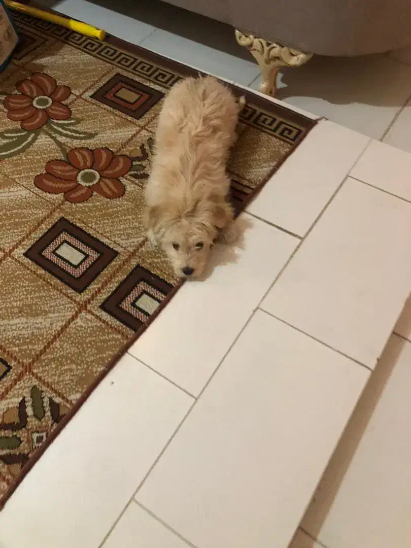 واگزاری سگ شیتزو|سگ|بابل, |دیوار