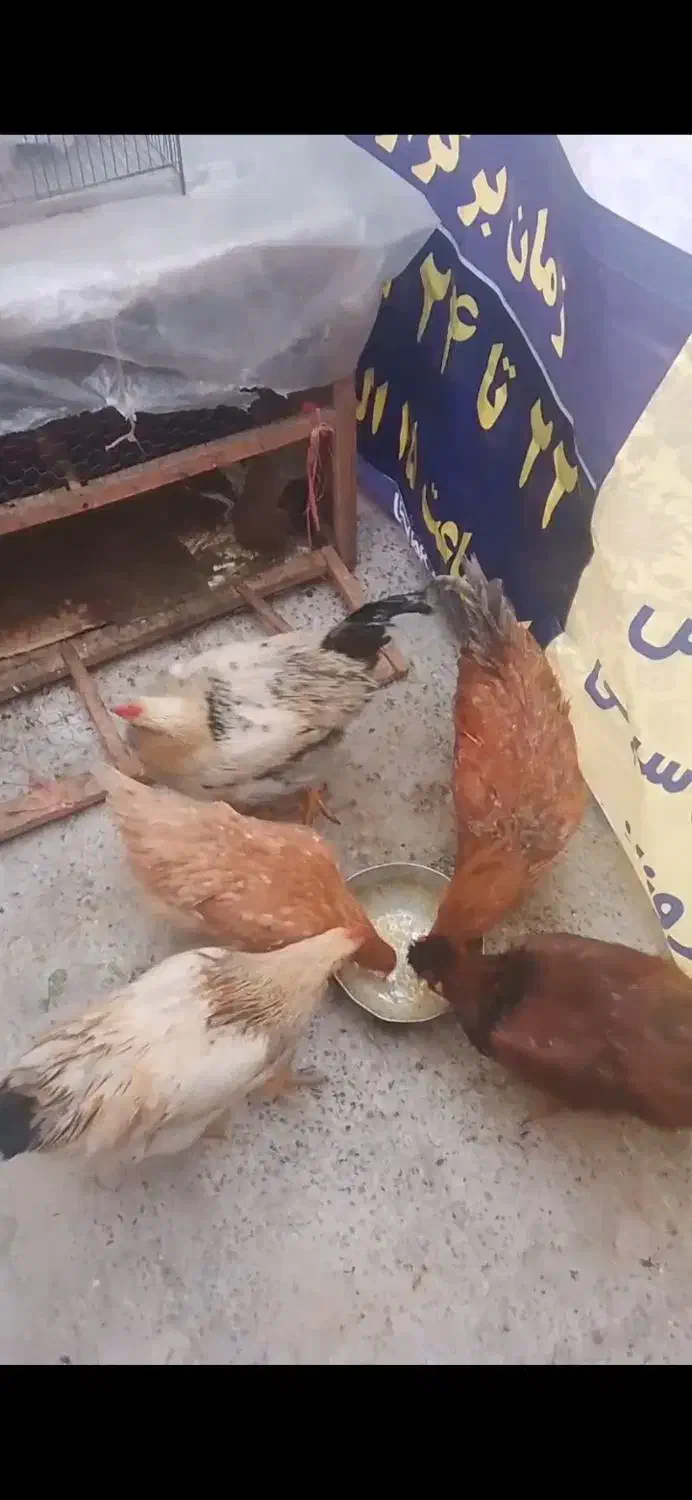 خروس محلی|حیوانات مزرعه|تهران, بیسیم|دیوار