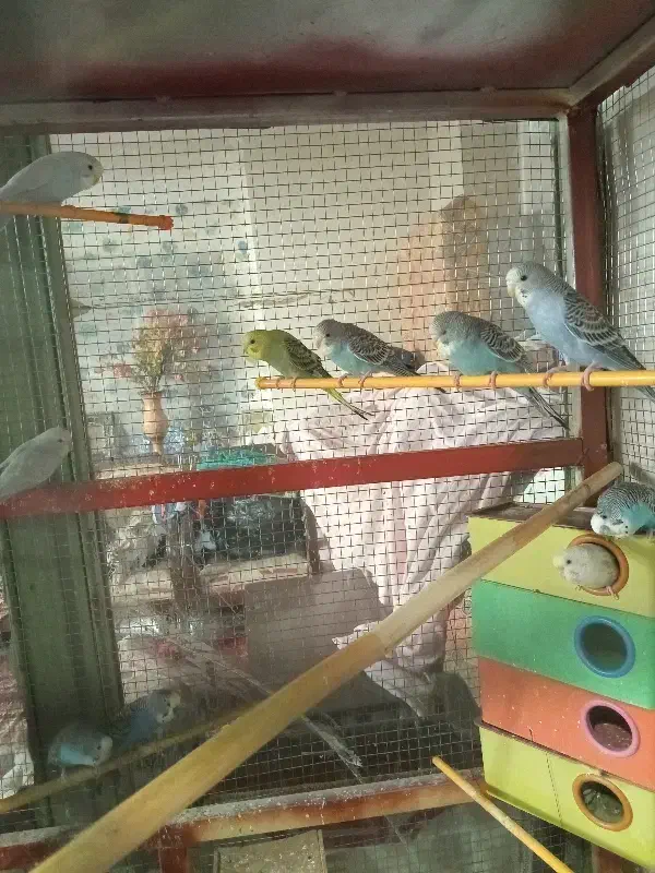 پرنده مرغ عشق|پرنده|پیر بکران, |دیوار