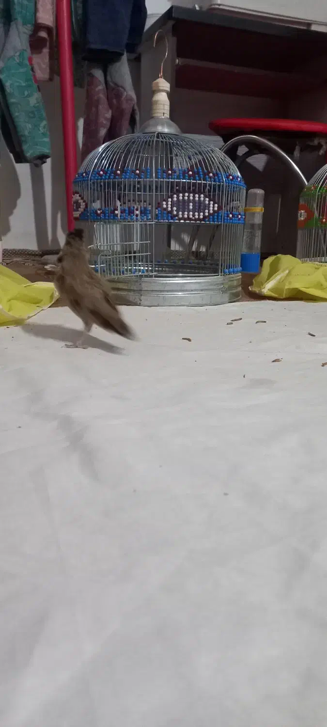 سهره خاکی قناری|پرنده|اصفهان, بوستان ناژوان|دیوار