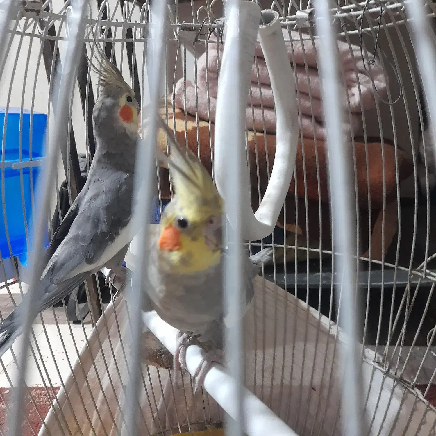 جفت عروس هلندی۱۰ماهه|پرنده|مشهد, هدایت|دیوار