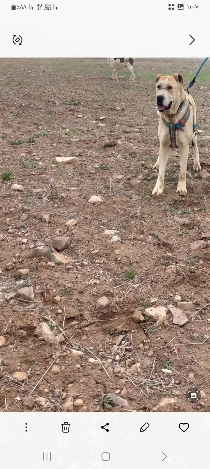 باسلام واگذاری ماده خراسانی|سگ|قوچان, |دیوار