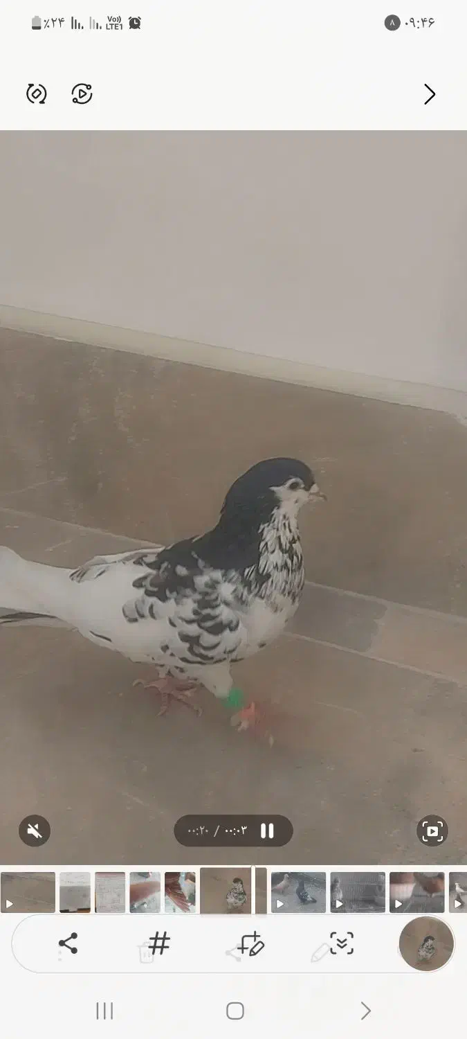 کبوتر (کفتر)  افشون. دم سفید|پرنده|مشهد, ادیب نیشابوری (شهرک غرب)|دیوار