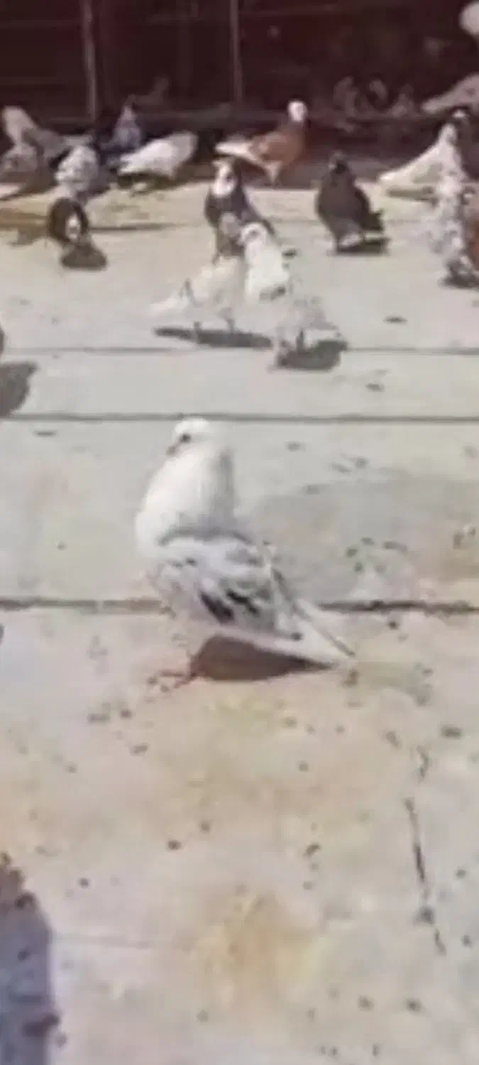 گمشده نر پشتدار|پرنده|ساوه, |دیوار