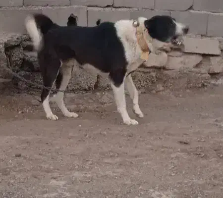 قدرجونی|سگ|تهران, شهرک ولیعصر شمالی|دیوار