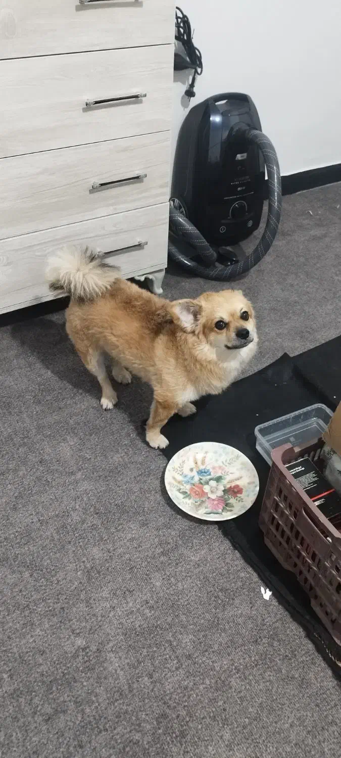 سگ پامرانین|سگ|ماهدشت, |دیوار