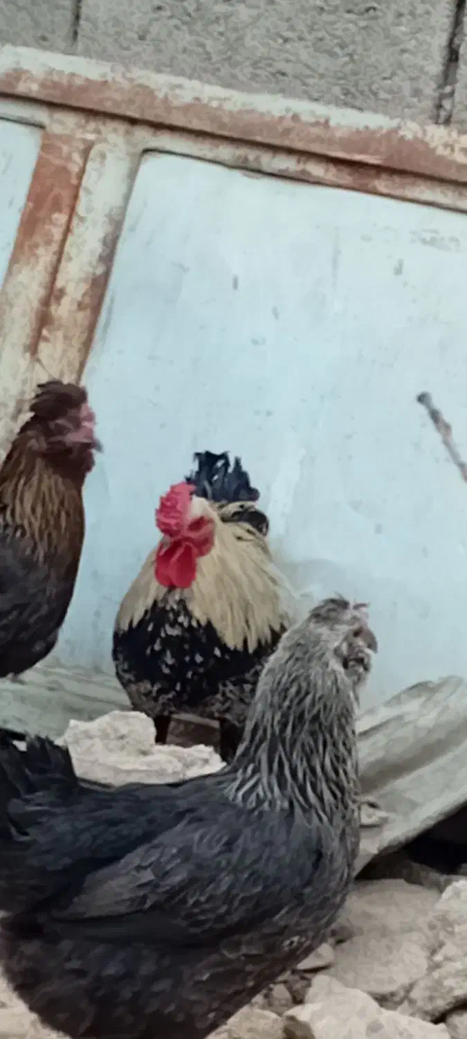 مرغ و خروس محلی اصل|حیوانات مزرعه|کوه چنار, |دیوار