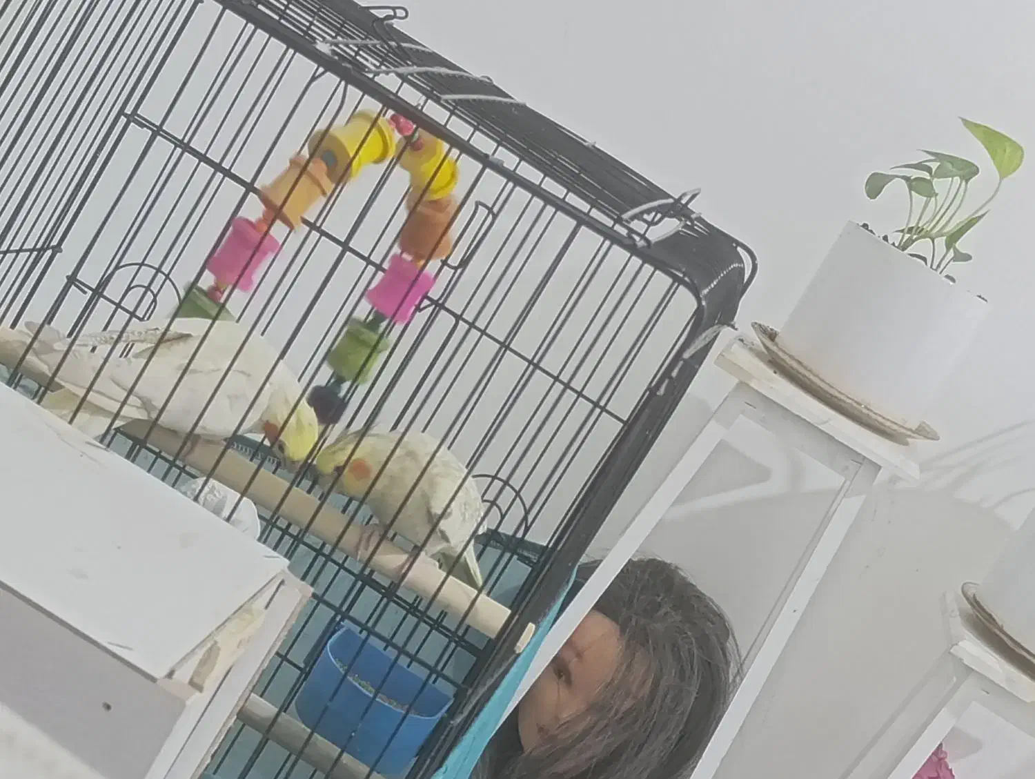 ....|پرنده|محمدشهر, شهرک پیام (مهرالبرز)|دیوار