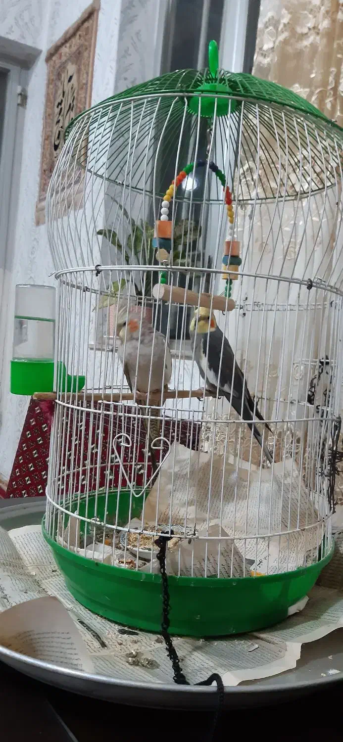 دو عروس هلندی نر و ماده همراه قفس|پرنده|رامسر, |دیوار