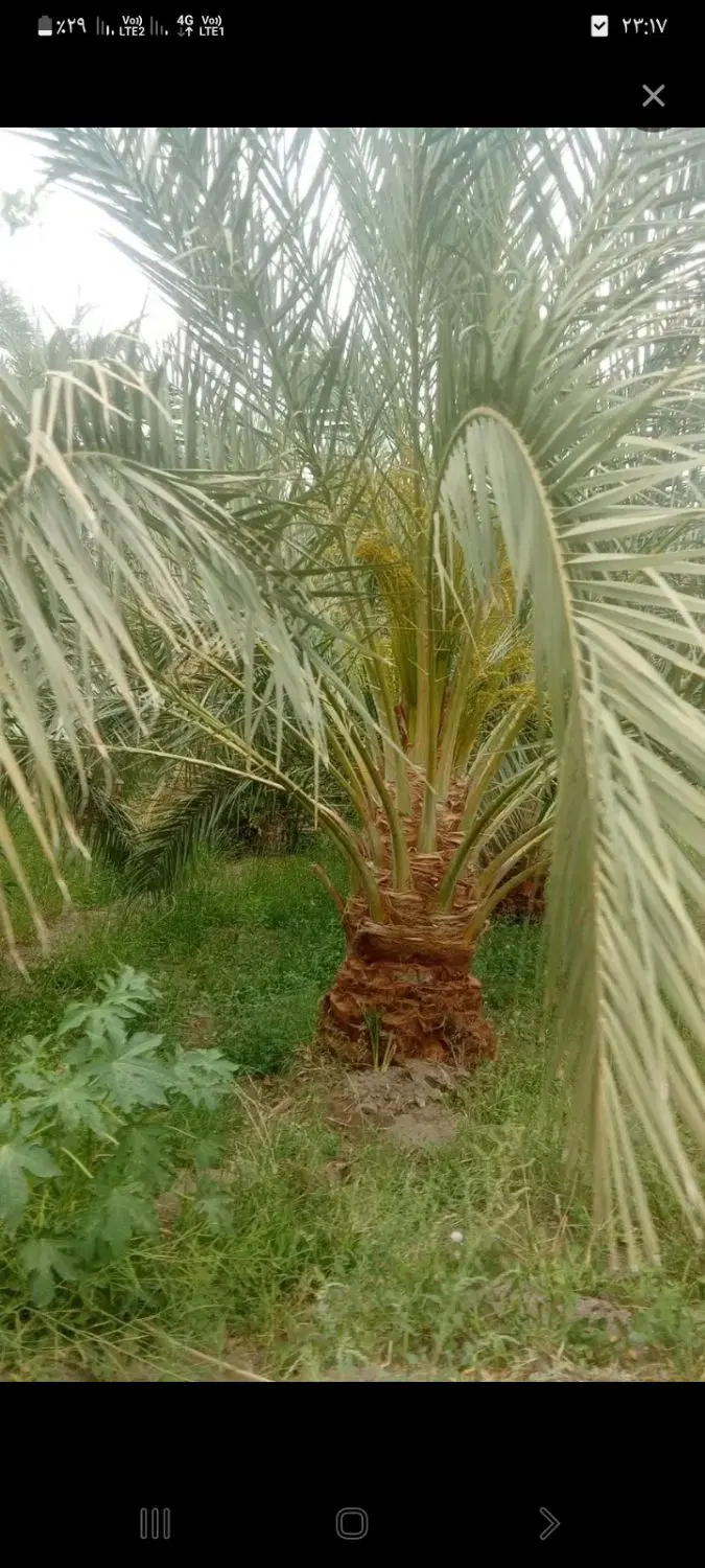 درخت بندی|خدمات باغبانی و درختکاری|نرماشیر, |دیوار