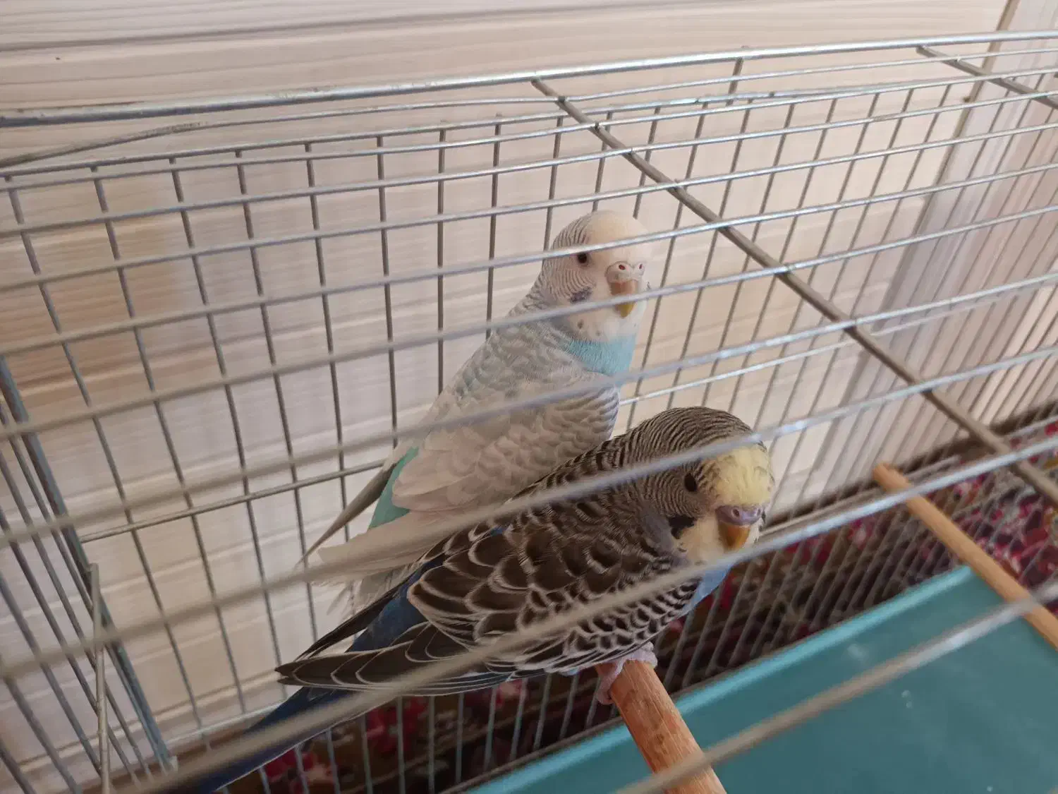 مرغ عشق .|پرنده|تبریز, |دیوار