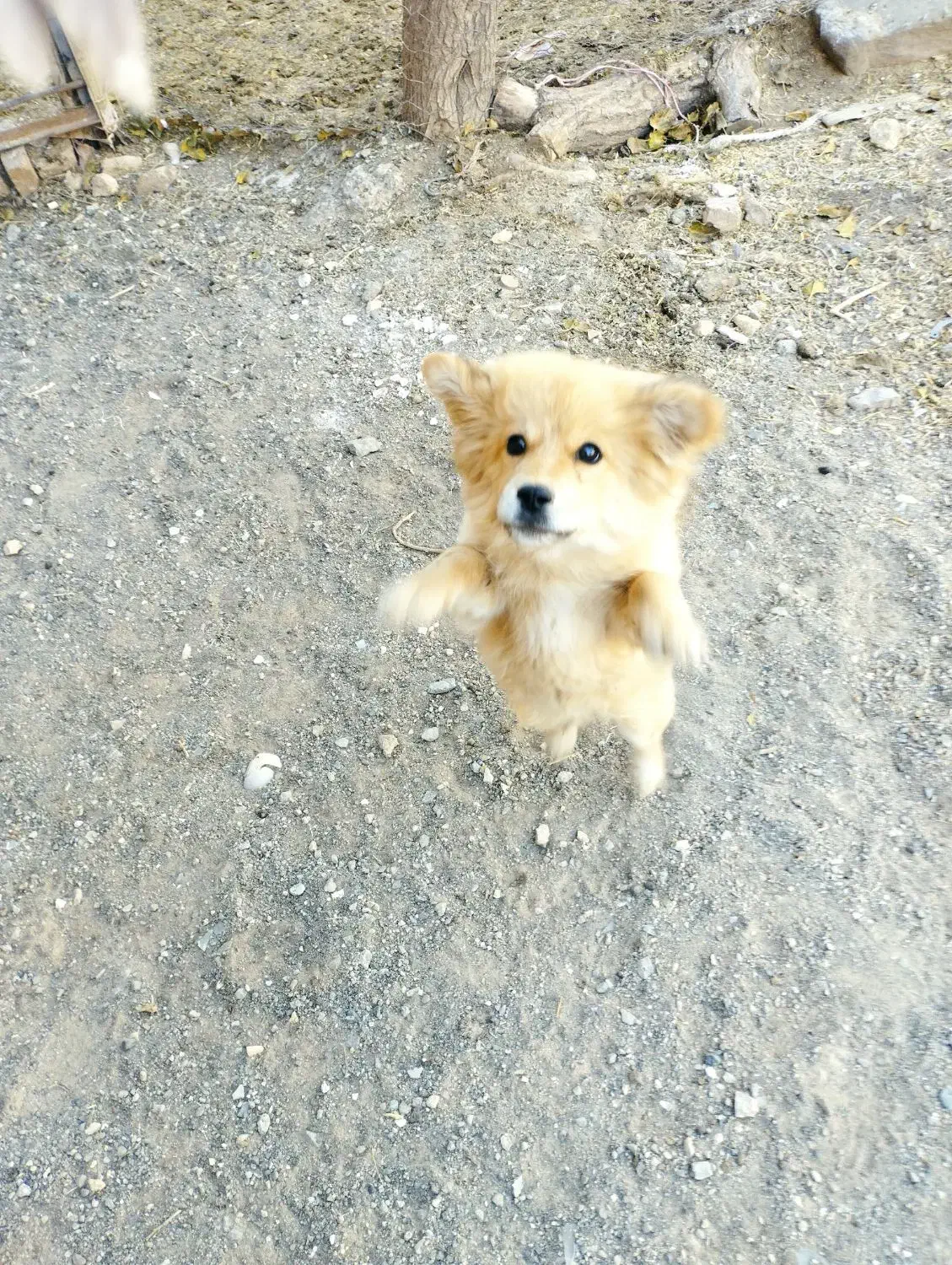 سلام معاوضه سگ با کفتر|سگ|مشهد, رده|دیوار