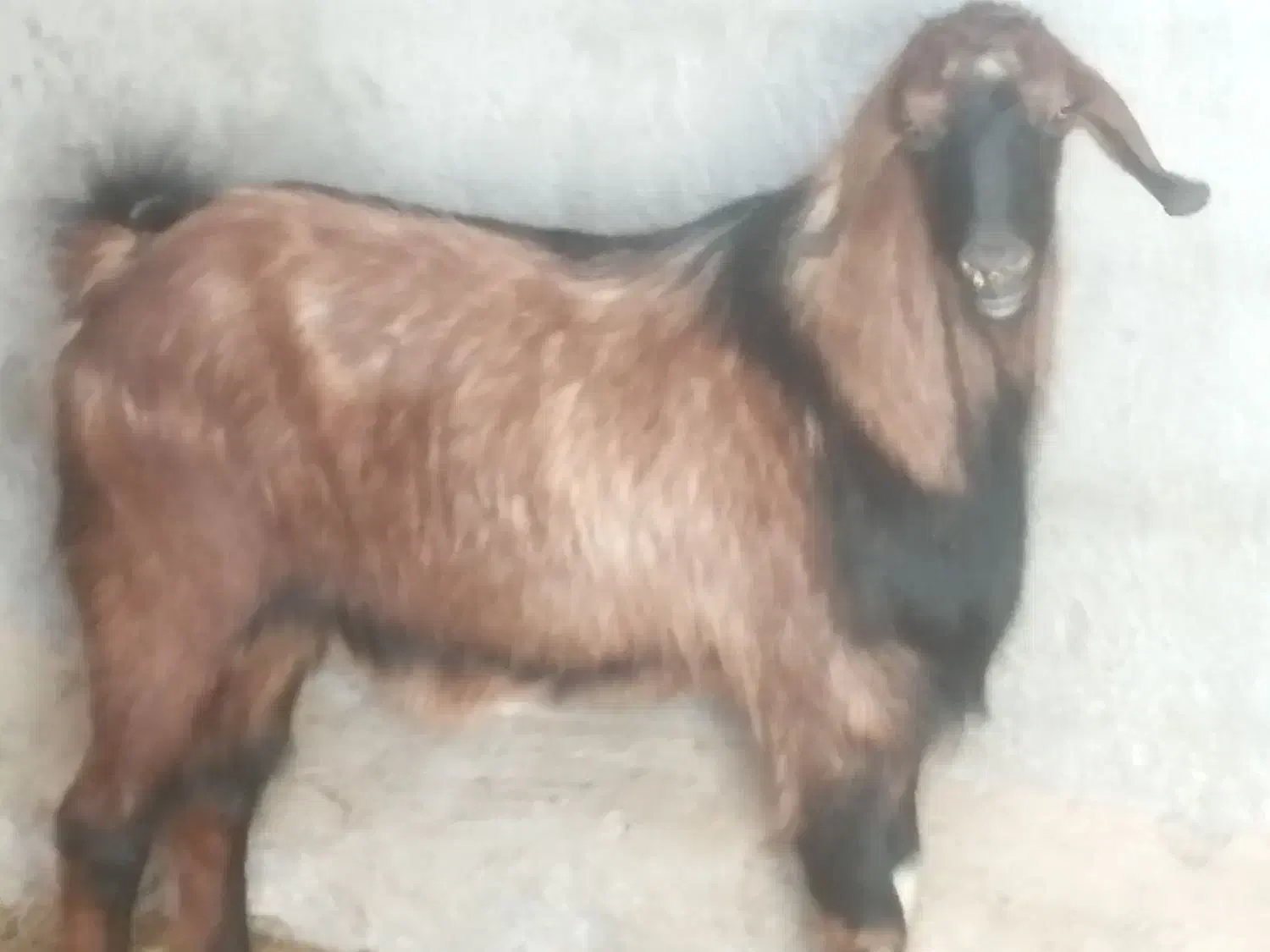 کل بز تخمی|حیوانات مزرعه|شاهرود, |دیوار