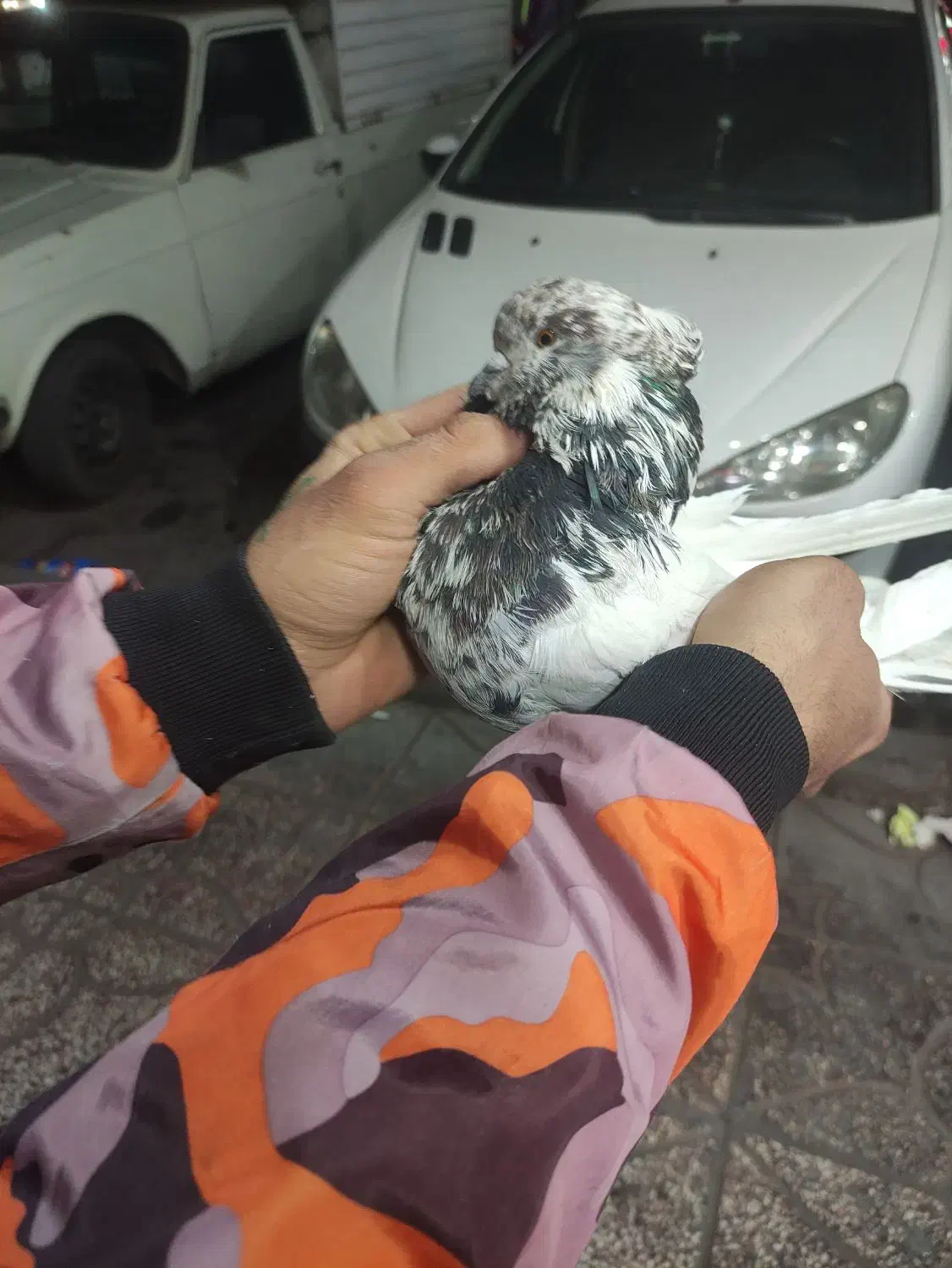 کفترخوش رخ|پرنده|فردیس, شهرک شهید حسینی|دیوار