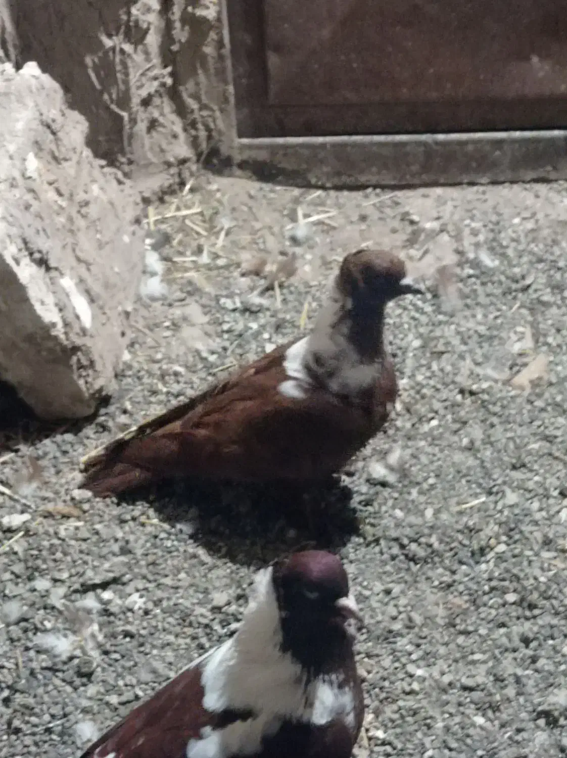 کبوتر ککیلی|پرنده|اردبیل, |دیوار