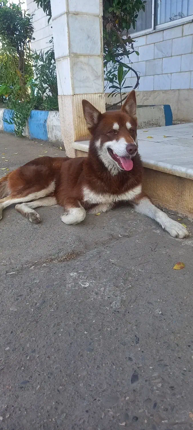 سگ هاسکی نر|سگ|رشت, خرسندی|دیوار