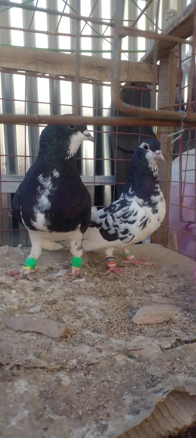 کفترفروشی|پرنده|زبرخان, |دیوار