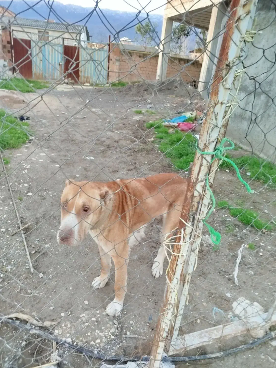 واگذاری سگ|سگ|گرگان, |دیوار