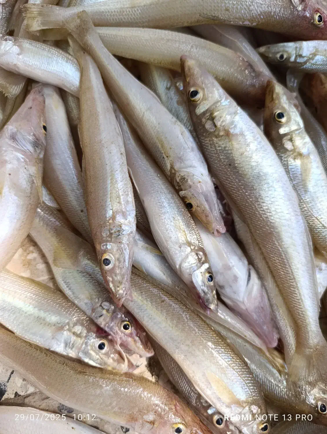 ماهی فروشی هلیا|ماهی|ریگ, |دیوار