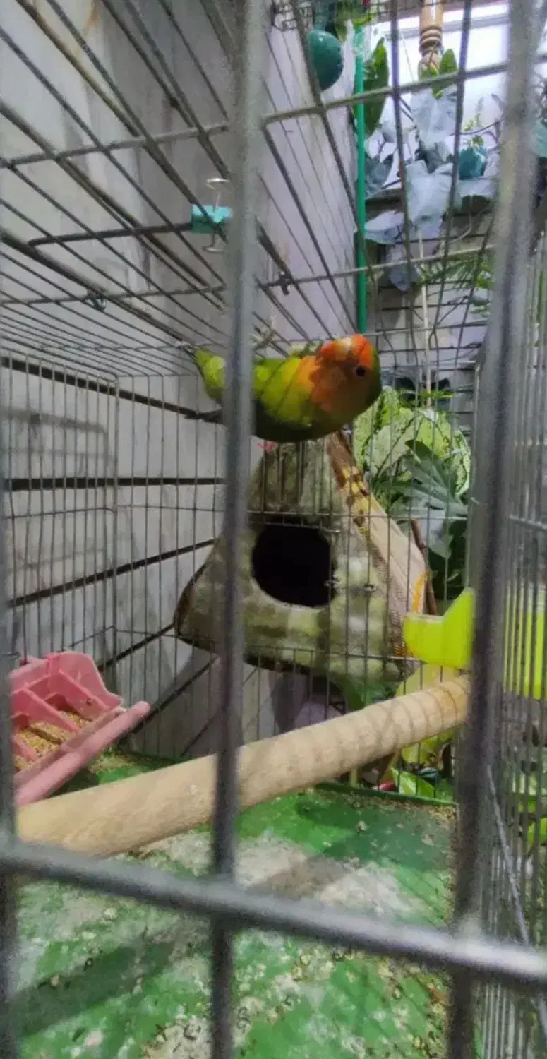 کوتوله گمشده|حیوانات|مبارکه, |دیوار