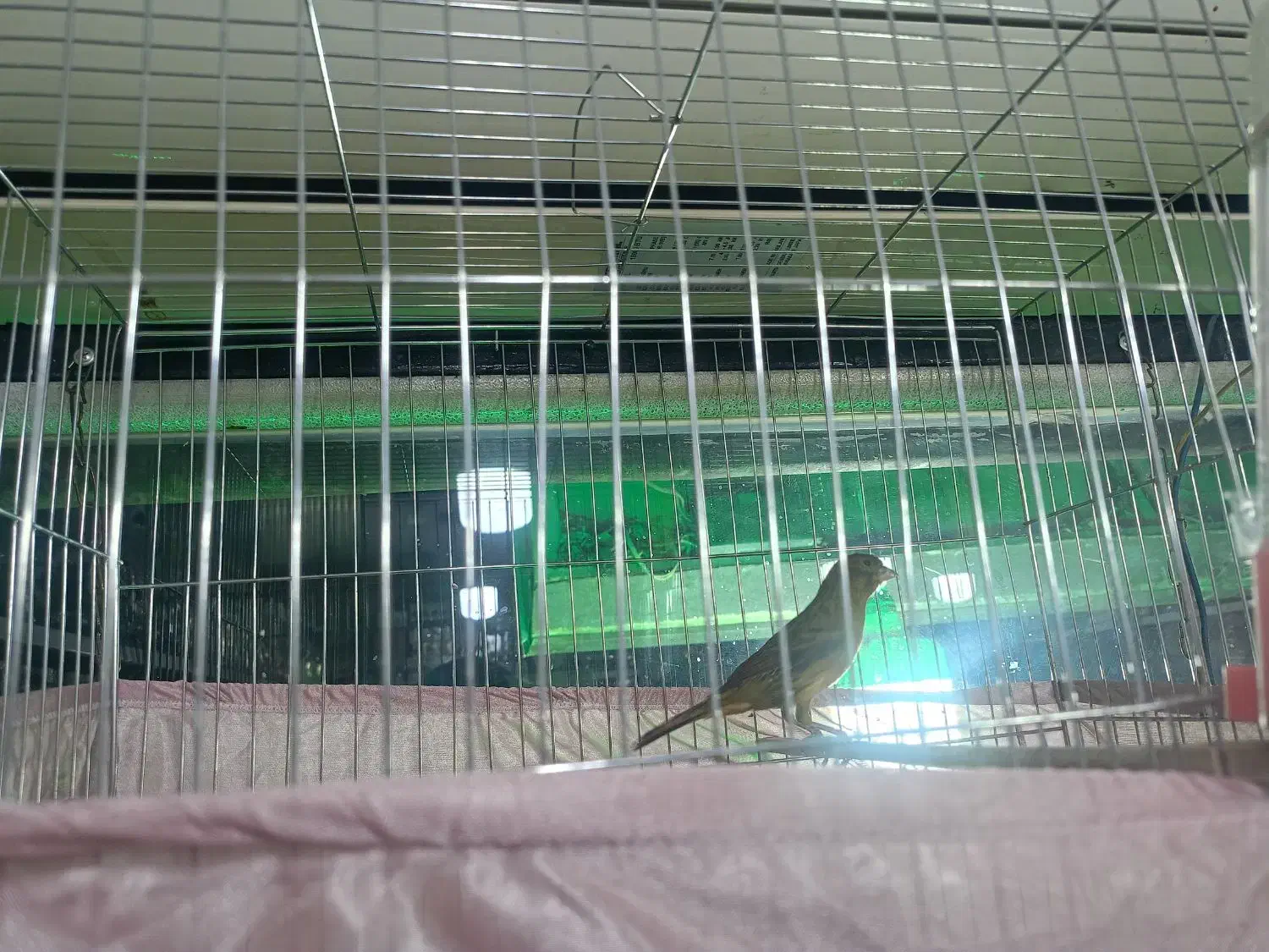 قناری نر مست مست شلاقی|پرنده|تهران, شهرک طالقانی|دیوار