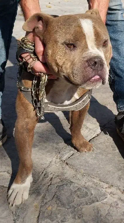 سگ پیت بول یک ساله سالم وسرحال * (فروش و معاوضه)|سگ|طرقبه, |دیوار