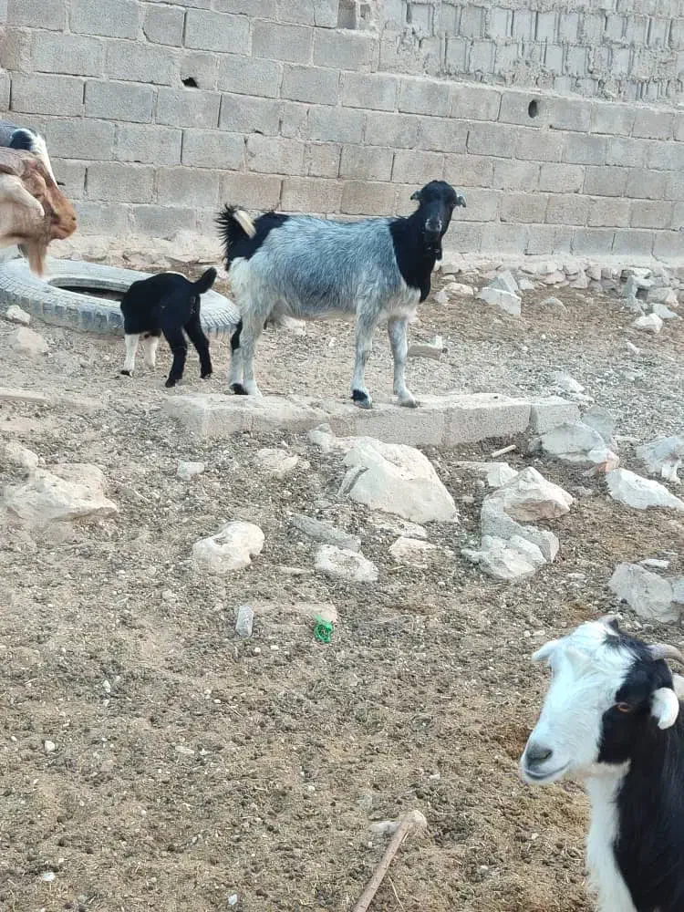 3عدد‌بز‌کهره‌دار‌موجوده|حیوانات مزرعه|جم, |دیوار