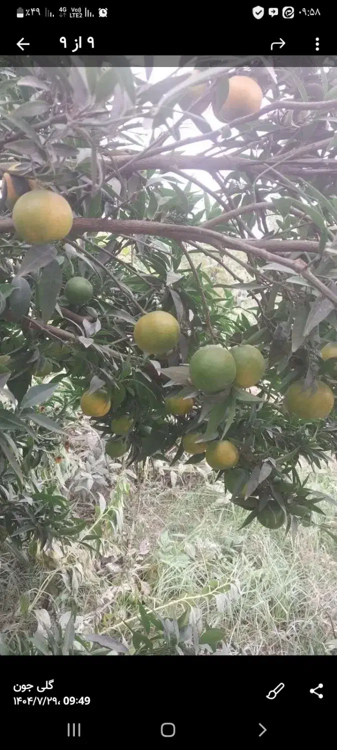 نارنگی کلمانتین|خوردنی و آشامیدنی|سورک, |دیوار