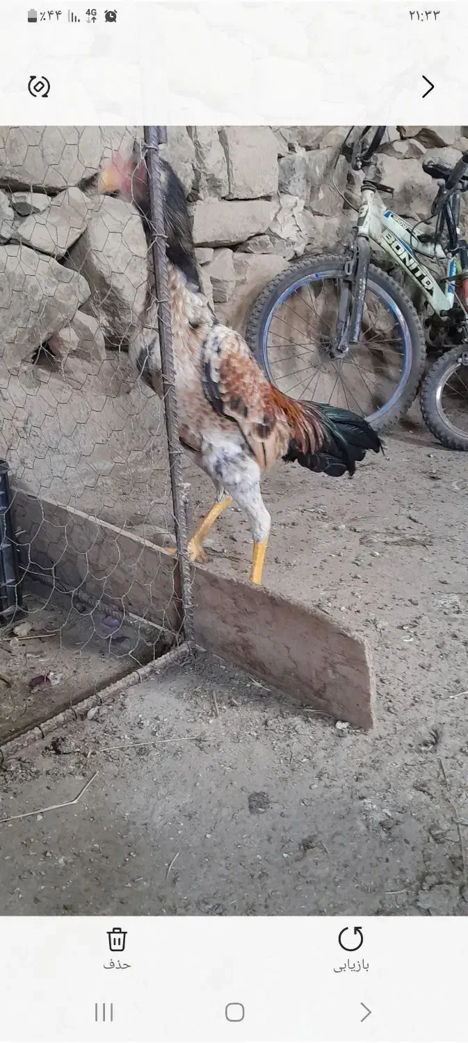 کلشیر|حیوانات|مریوان, |دیوار