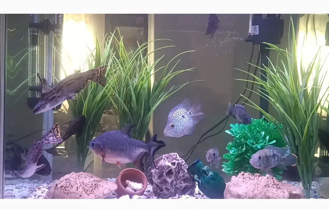 آکواریوم شرکتی شیشه خم دردار درحدنو با کلی وسیله .|ماهی|قزوین, |دیوار