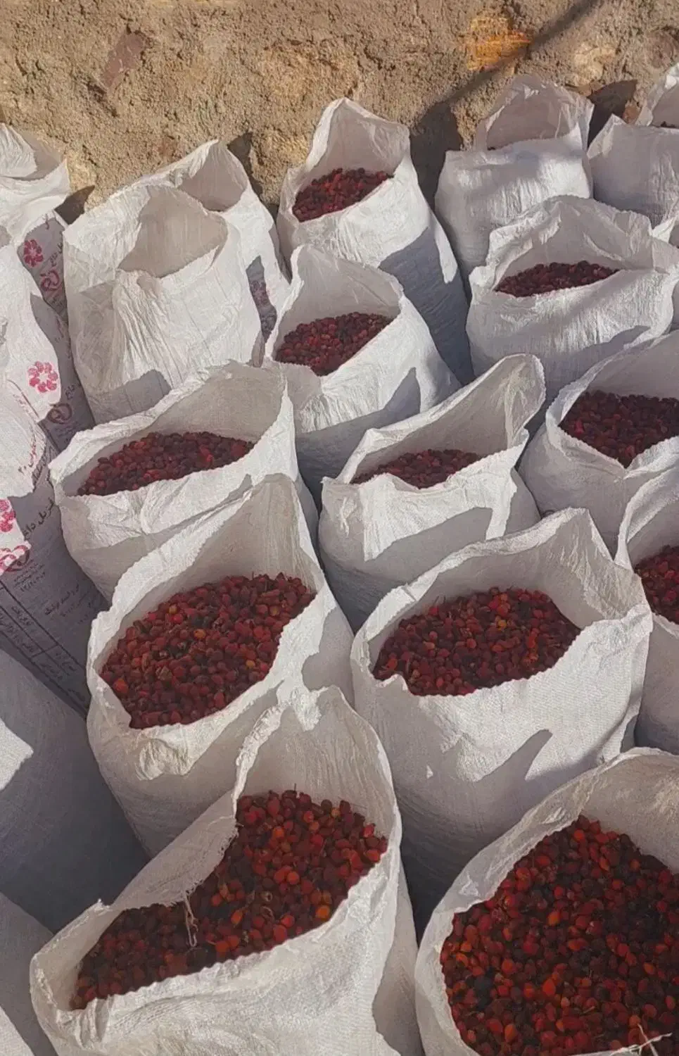 میوه نسترن|خوردنی و آشامیدنی|سلماس, |دیوار