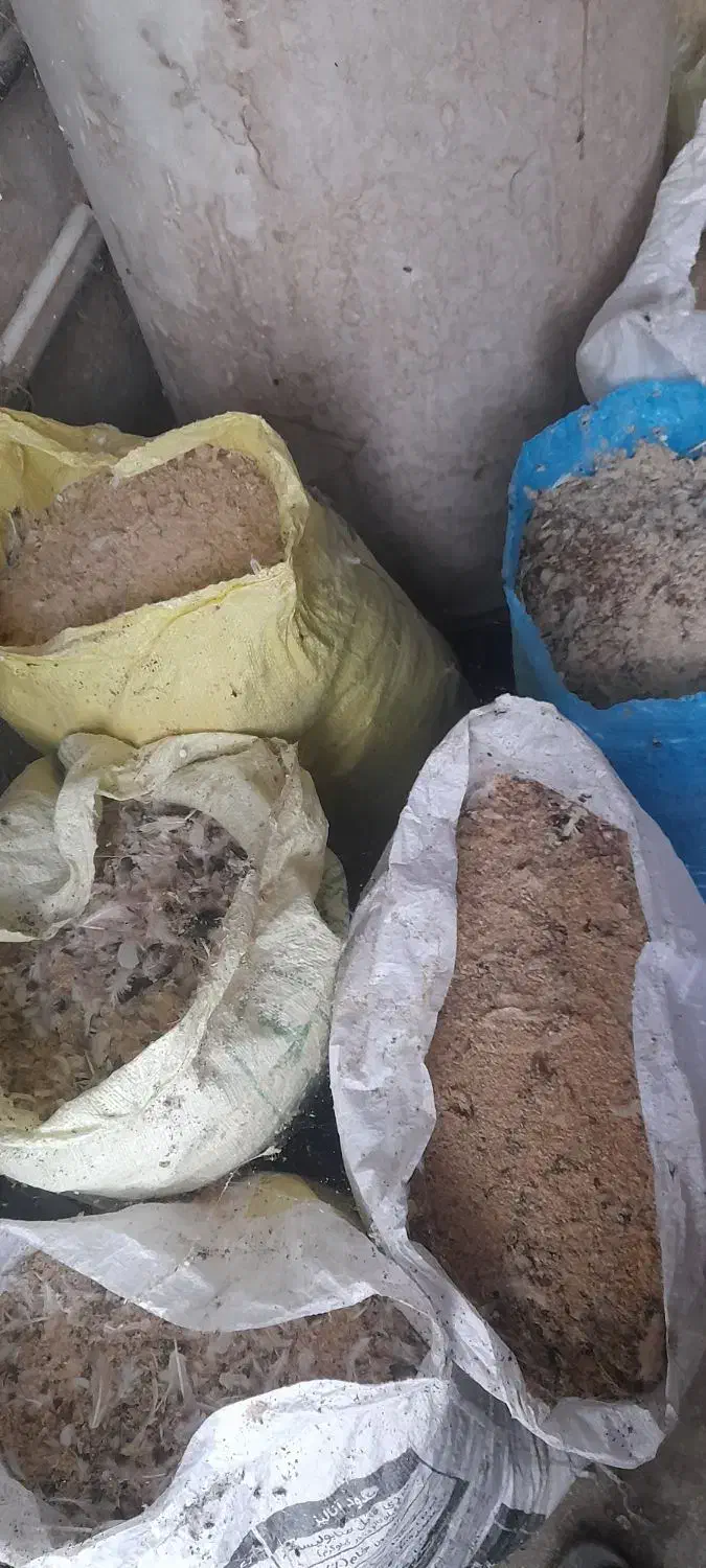 فضله کبوتر، کود باغچه|گل و گیاه طبیعی|رشت, حومه رشت|دیوار