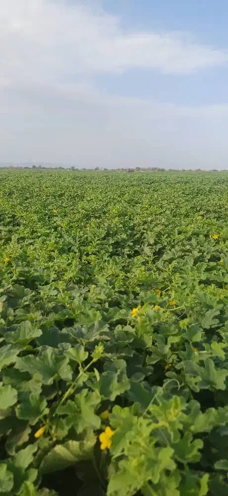 سم پاشی با پهپاد|خدمات باغبانی و درختکاری|میناب, |دیوار