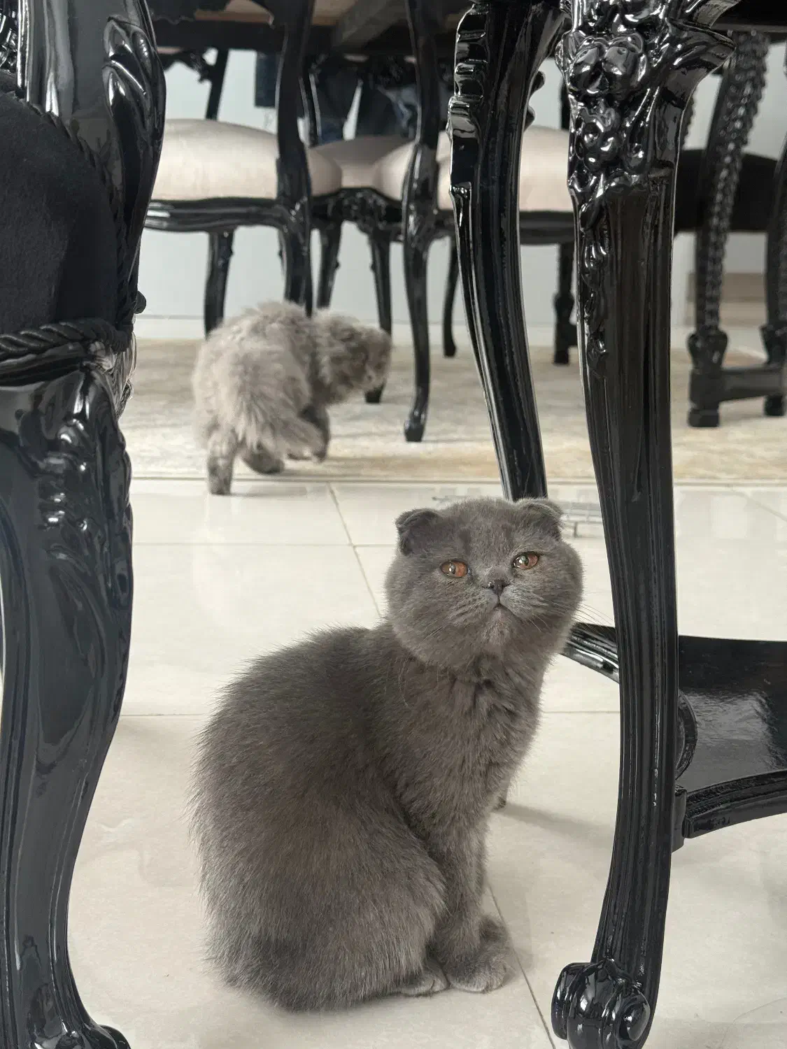 گربه اسکاتیش بلو وارداتی|گربه|کرج, عظیمیه|دیوار