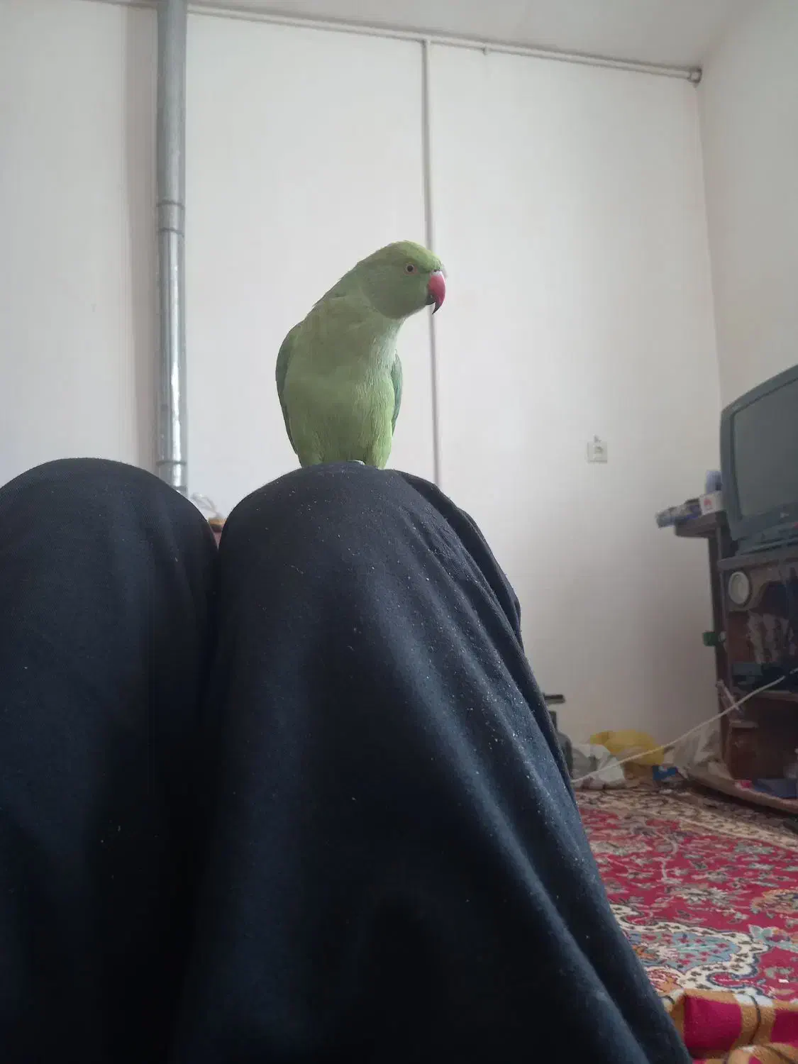 باسلام ماده طوطی فروشی|پرنده|رفسنجان, |دیوار