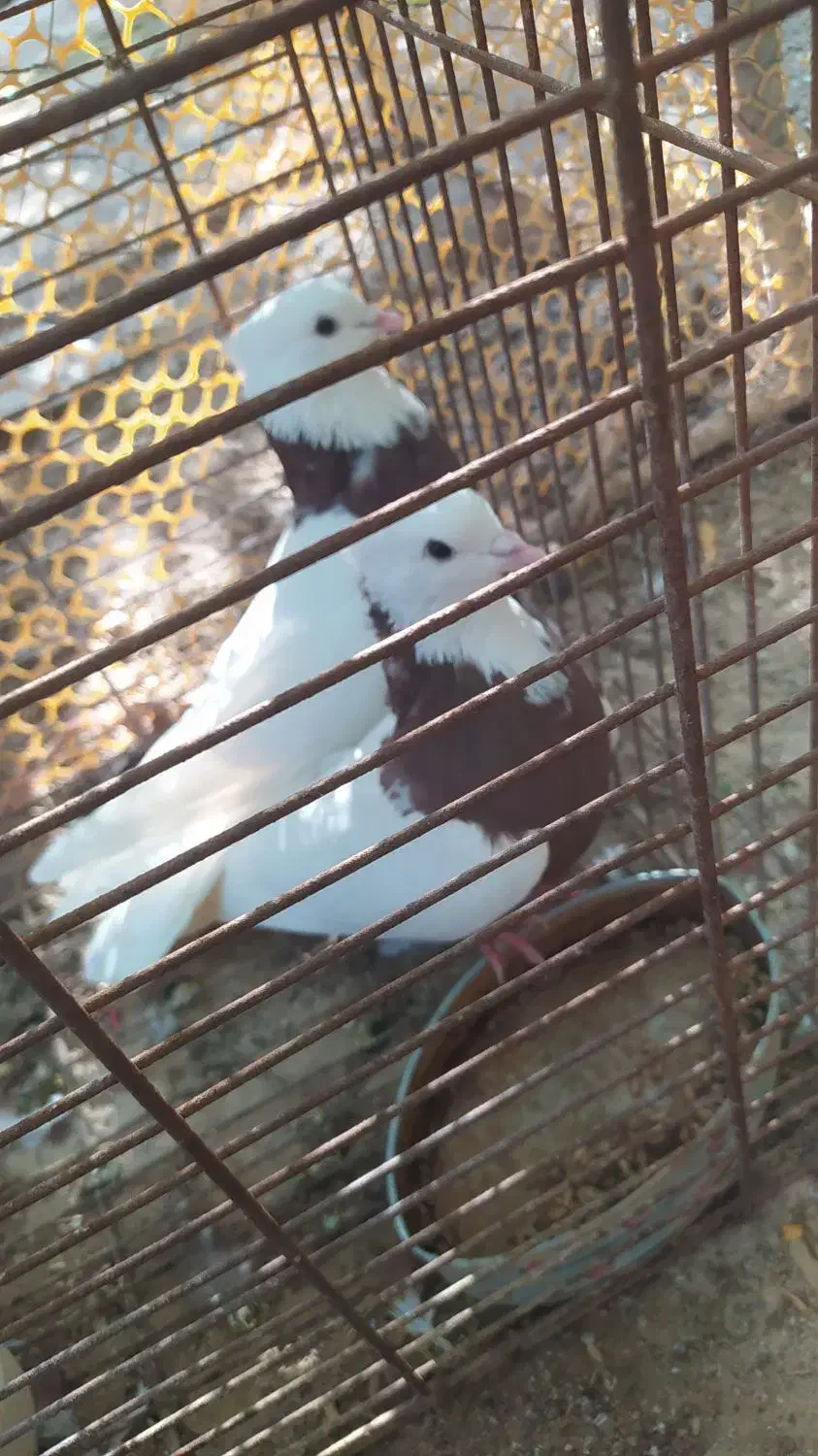 پرنده/طوقی/کبوتر|پرنده|فیروزآباد (فارس), |دیوار