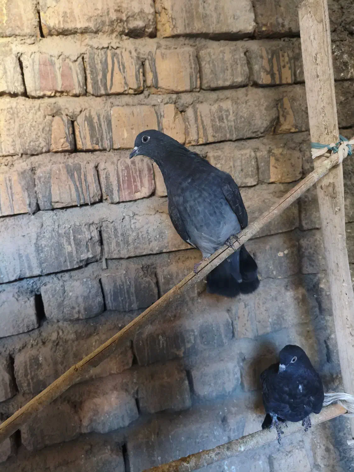 کبوتر زاغ|پرنده|قم, انسجام|دیوار