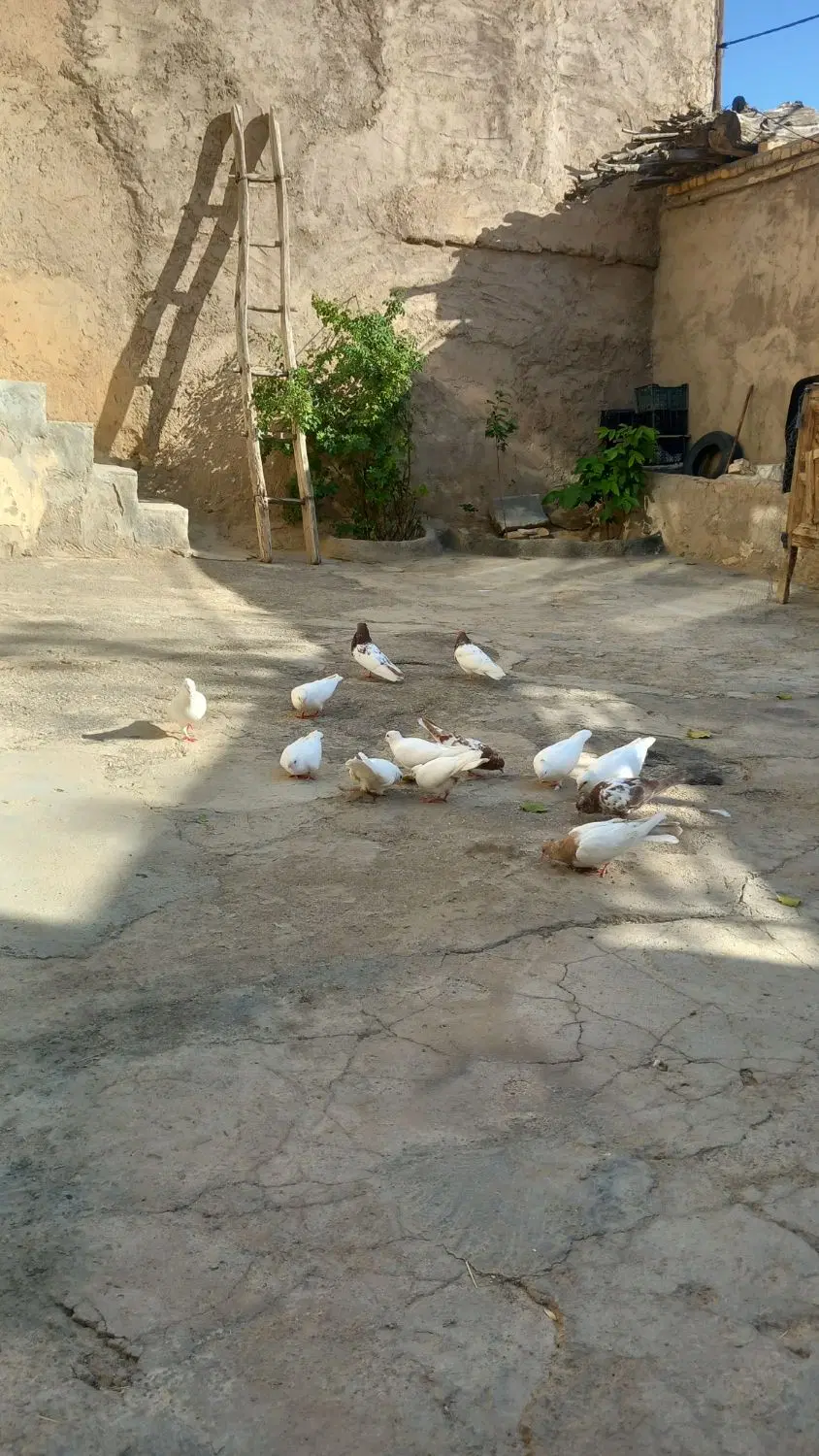 کبوتر|پرنده|سمیرم, |دیوار