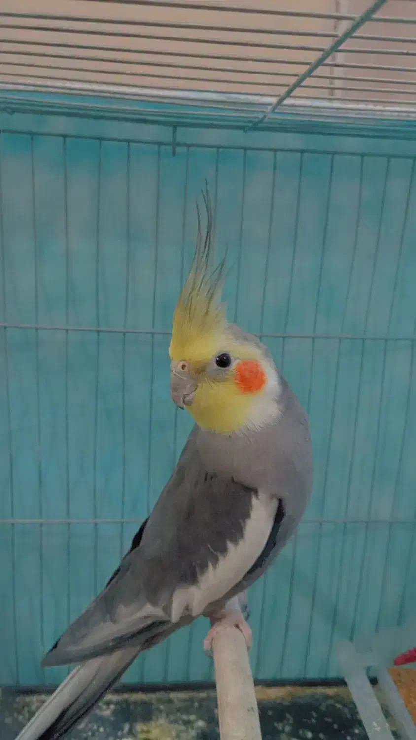 عروس هلندی نر|پرنده|باشتین, |دیوار