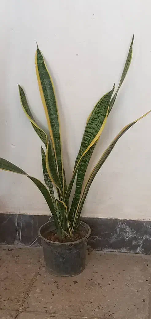 گل های زینتی|گل و گیاه طبیعی|آبدانان, |دیوار