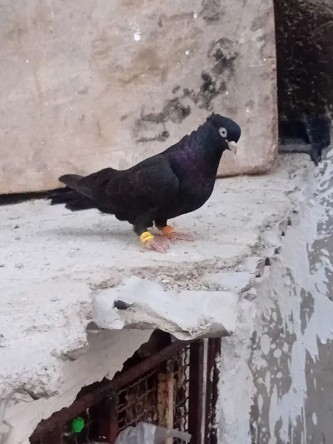 کبوترسیاه آبادانی|پرنده|امیدیه, |دیوار