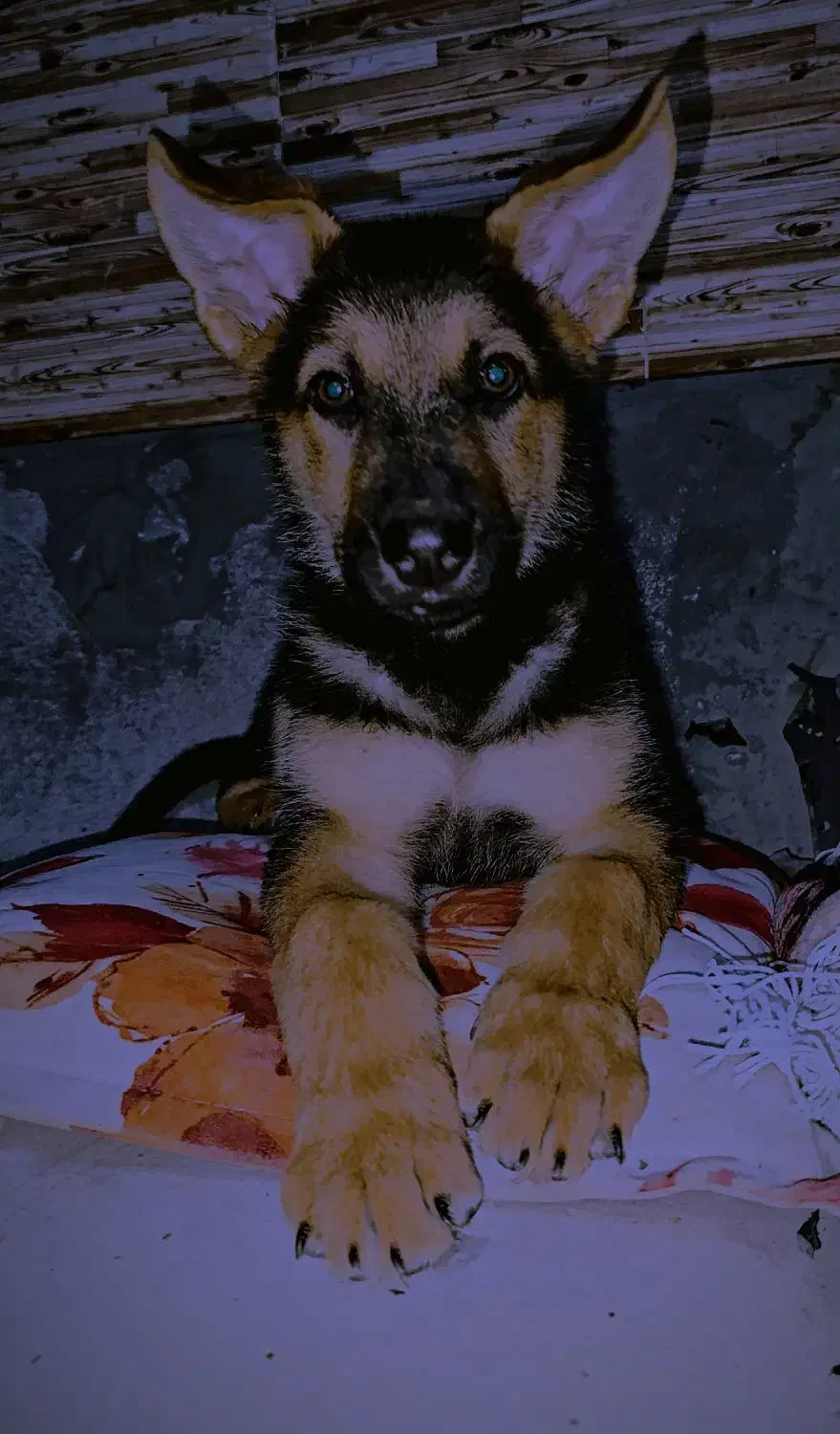 واگذاری سگ ژرمن نگهبان|سگ|هشتگرد, هیو|دیوار