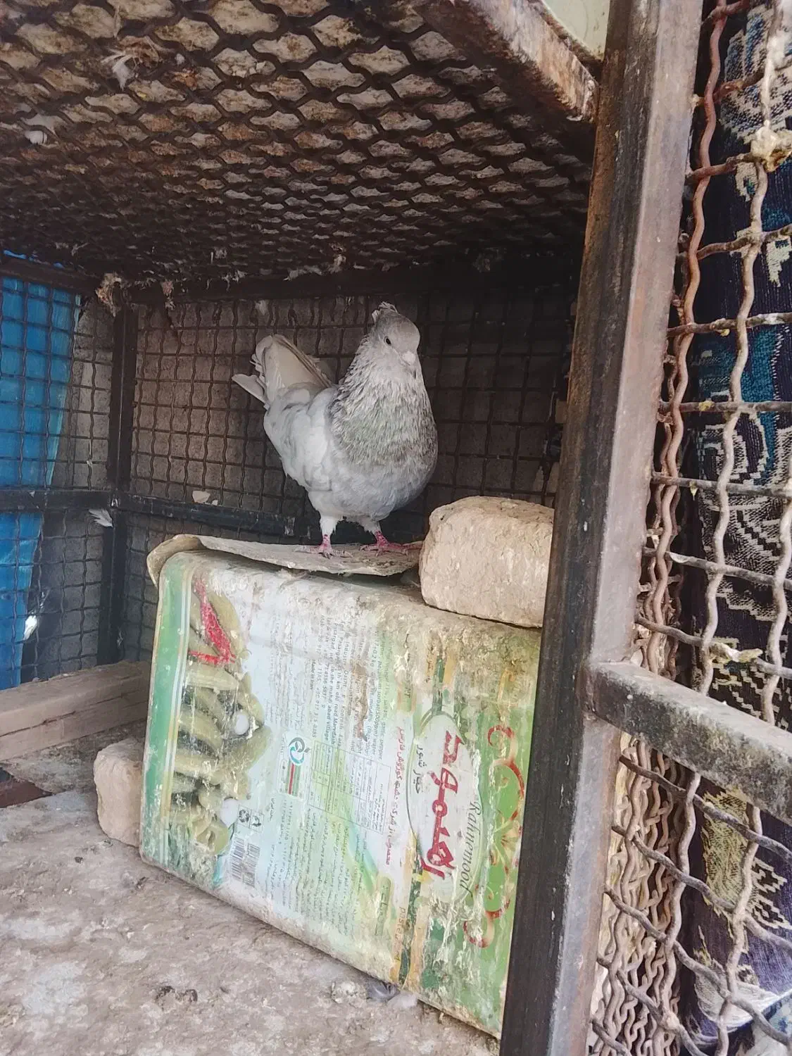 کبوتر|پرنده|فهرج, |دیوار