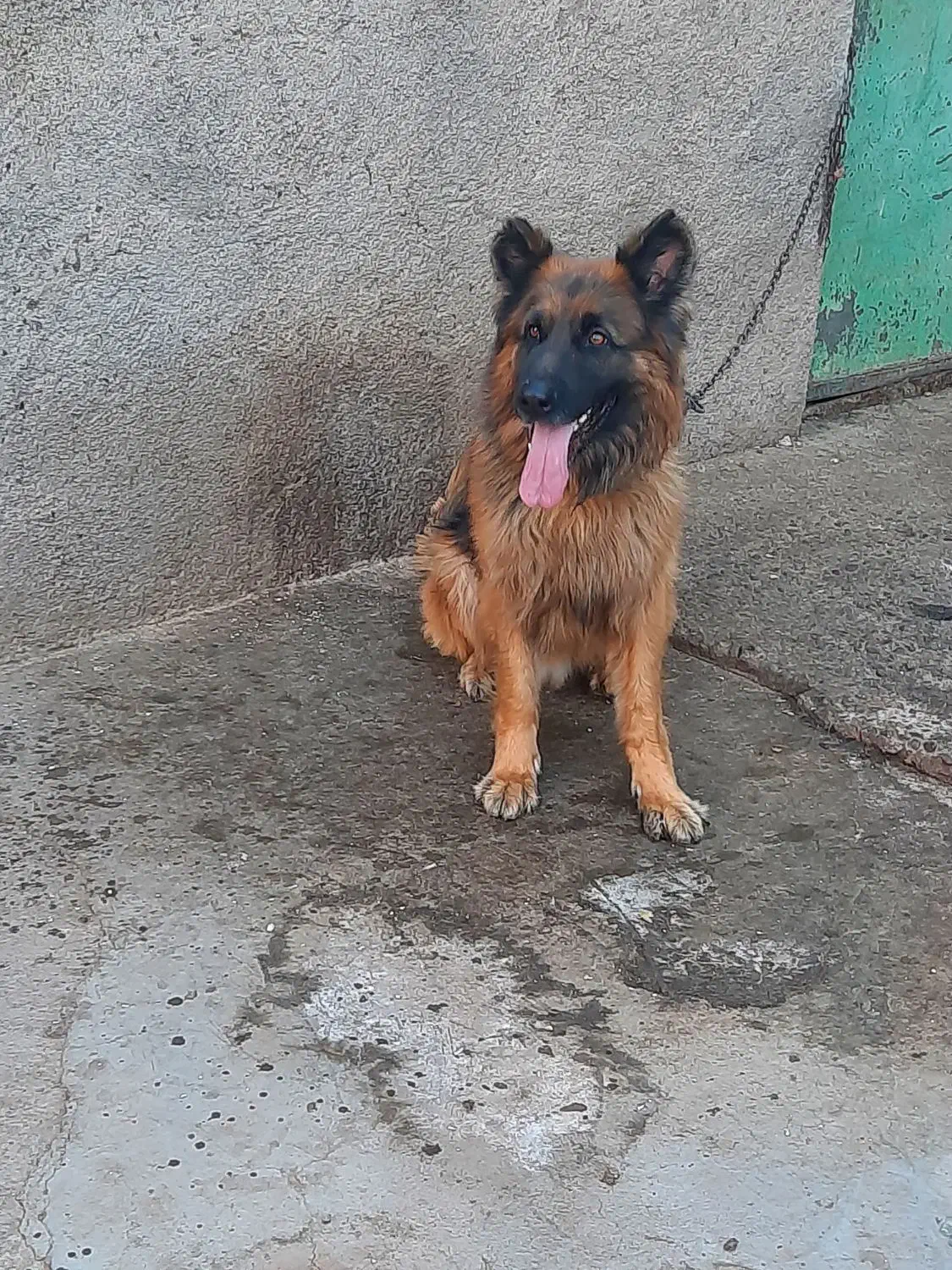 سگ ژرمن شپرد ۲ ساله|سگ|قزوین, |دیوار