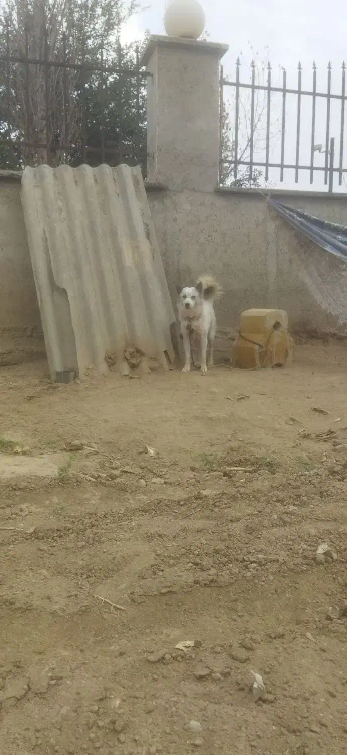 سگ  هاسگی|سگ|گنبد کاووس, |دیوار